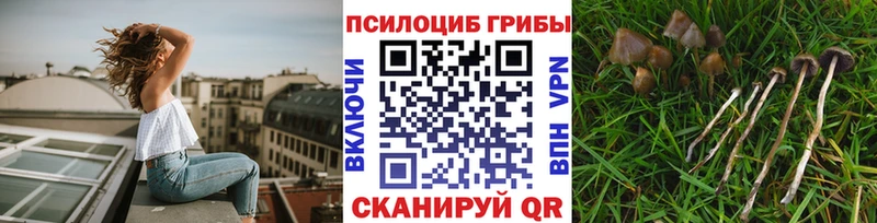 Псилоцибиновые грибы Psilocybe  даркнет клад  Котельниково  где купить наркоту 
